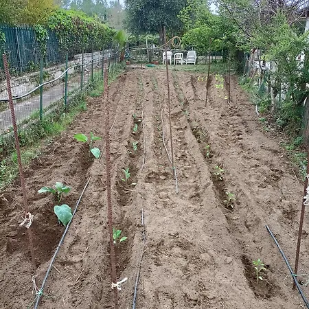Il Giardino Degli Ulivi